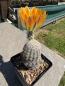 Preview: Echinocereus ctenoides